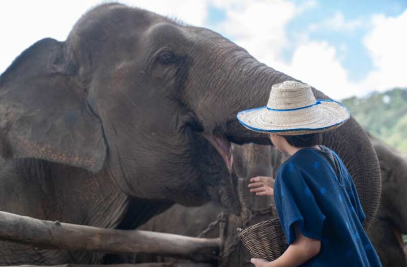 NewElephantHome.co.th สัมผัสประสบการณ์การอยู่ร่วมกับช้างตลอดทั้งวัน (132)