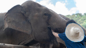 NewElephantHome.co .th สัมผัสประสบการณ์การอยู่ร่วมกับช้างตลอดทั้งวัน 134