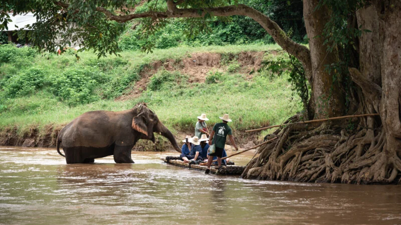 NewElephantHome.co.th สัมผัสประสบการณ์การอยู่ร่วมกับช้างตลอดทั้งวัน (207)