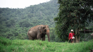 NewElephantHome.co .th สัมผัสประสบการณ์การอยู่ร่วมกับช้างตลอดทั้งวัน 240
