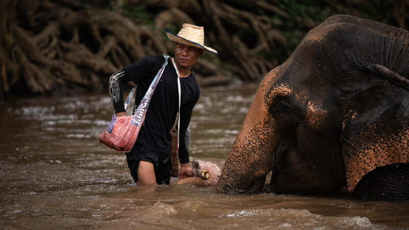 NewElephantHome.co.th สัมผัสประสบการณ์การอยู่ร่วมกับช้างตลอดทั้งวัน (246)