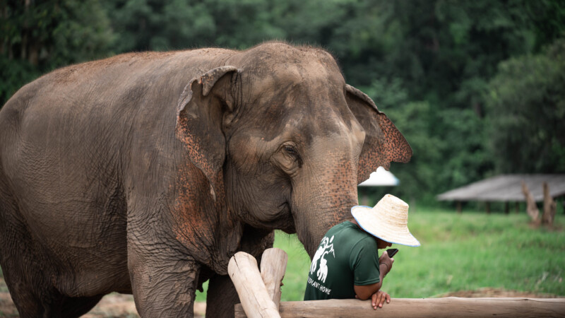 NewElephantHome.co.th สัมผัสประสบการณ์การอยู่ร่วมกับช้างตลอดทั้งวัน (251)