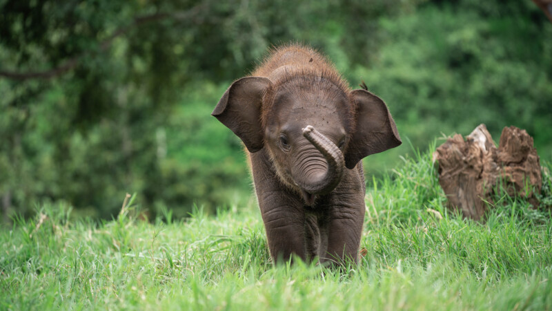 NewElephantHome.co.th สัมผัสประสบการณ์การอยู่ร่วมกับช้างตลอดทั้งวัน (261)