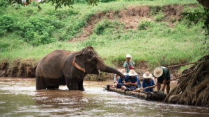 NewElephantHome.co .th สัมผัสประสบการณ์การอยู่ร่วมกับช้างตลอดทั้งวัน 265