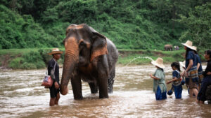 NewElephantHome.co .th สัมผัสประสบการณ์การอยู่ร่วมกับช้างตลอดทั้งวัน 276