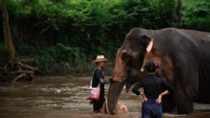 NewElephantHome.co .th สัมผัสประสบการณ์การอยู่ร่วมกับช้างตลอดทั้งวัน 278