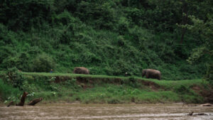 NewElephantHome.co .th สัมผัสประสบการณ์การอยู่ร่วมกับช้างตลอดทั้งวัน 280