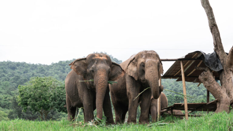 NewElephantHome.co .th สัมผัสประสบการณ์การอยู่ร่วมกับช้างตลอดทั้งวัน 292