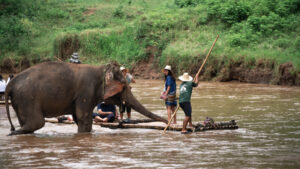 NewElephantHome.co .th สัมผัสประสบการณ์การอยู่ร่วมกับช้างตลอดทั้งวัน 293