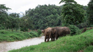 NewElephantHome.co .th สัมผัสประสบการณ์การอยู่ร่วมกับช้างตลอดทั้งวัน 298