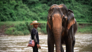 NewElephantHome.co .th สัมผัสประสบการณ์การอยู่ร่วมกับช้างตลอดทั้งวัน 307