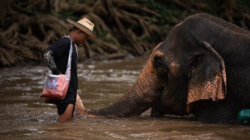 NewElephantHome.co.th สัมผัสประสบการณ์การอยู่ร่วมกับช้างตลอดทั้งวัน (311)