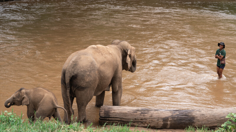 NewElephantHome.co.th สัมผัสประสบการณ์การอยู่ร่วมกับช้างตลอดทั้งวัน (315)