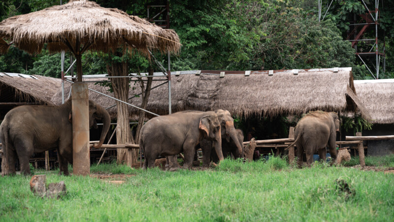 NewElephantHome.co.th สัมผัสประสบการณ์การอยู่ร่วมกับช้างตลอดทั้งวัน (324)