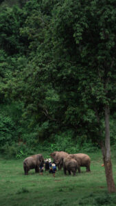 NewElephantHome.co .th สัมผัสประสบการณ์การอยู่ร่วมกับช้างตลอดทั้งวัน 325