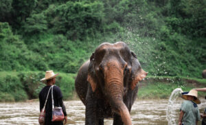 NewElephantHome.co .th สัมผัสประสบการณ์การอยู่ร่วมกับช้างตลอดทั้งวัน 333