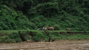 NewElephantHome.co .th สัมผัสประสบการณ์การอยู่ร่วมกับช้างตลอดทั้งวัน 335