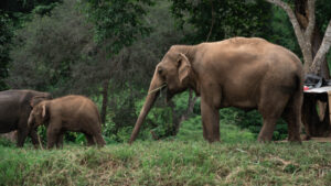 NewElephantHome.co .th สัมผัสประสบการณ์การอยู่ร่วมกับช้างตลอดทั้งวัน 343