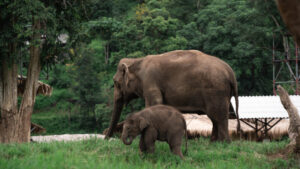 NewElephantHome.co .th สัมผัสประสบการณ์การอยู่ร่วมกับช้างตลอดทั้งวัน 354