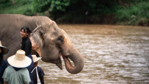 NewElephantHome.co .th สัมผัสประสบการณ์การอยู่ร่วมกับช้างตลอดทั้งวัน 362