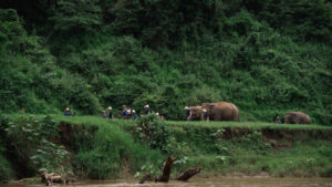 NewElephantHome.co .th สัมผัสประสบการณ์การอยู่ร่วมกับช้างตลอดทั้งวัน 371