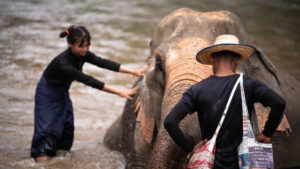 NewElephantHome.co .th สัมผัสประสบการณ์การอยู่ร่วมกับช้างตลอดทั้งวัน 388