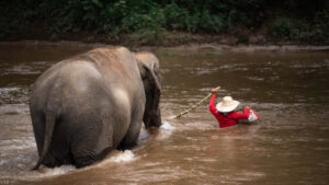 NewElephantHome.co .th สัมผัสประสบการณ์การอยู่ร่วมกับช้างตลอดทั้งวัน 414