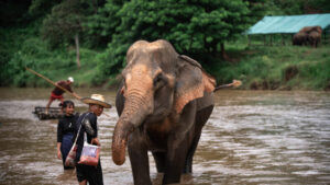 NewElephantHome.co .th สัมผัสประสบการณ์การอยู่ร่วมกับช้างตลอดทั้งวัน 415