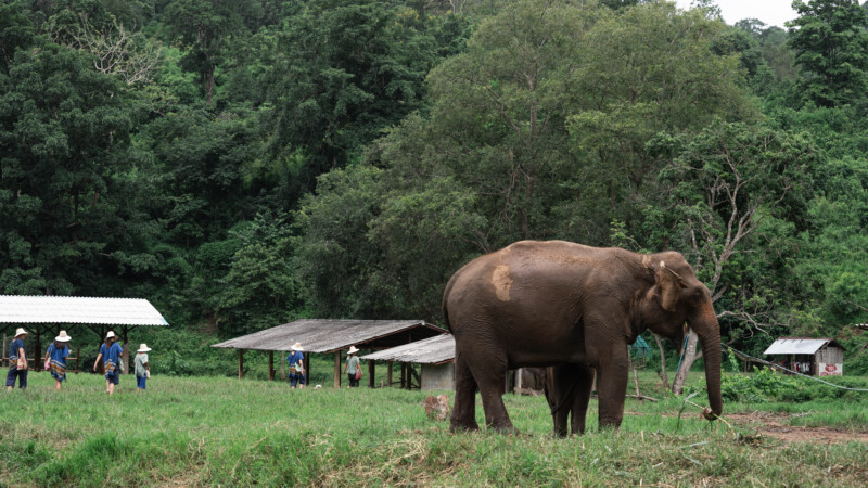 NewElephantHome.co.th สัมผัสประสบการณ์การอยู่ร่วมกับช้างตลอดทั้งวัน (433)