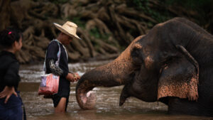 NewElephantHome.co .th สัมผัสประสบการณ์การอยู่ร่วมกับช้างตลอดทั้งวัน 448