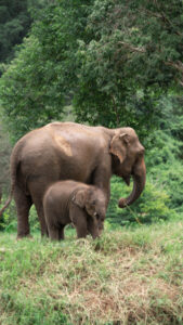 NewElephantHome.co .th สัมผัสประสบการณ์การอยู่ร่วมกับช้างตลอดทั้งวัน 461