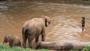 NewElephantHome.co .th สัมผัสประสบการณ์การอยู่ร่วมกับช้างตลอดทั้งวัน 483