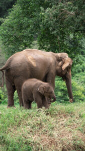 NewElephantHome.co .th สัมผัสประสบการณ์การอยู่ร่วมกับช้างตลอดทั้งวัน 485