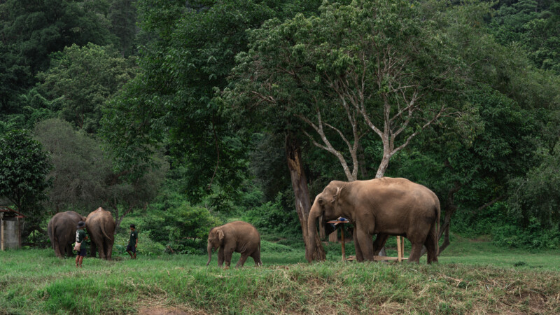 NewElephantHome.co.th สัมผัสประสบการณ์การอยู่ร่วมกับช้างตลอดทั้งวัน (509)