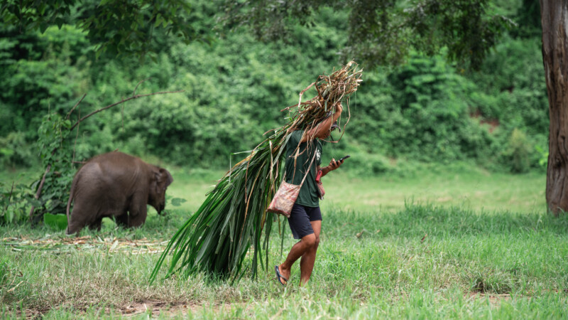 NewElephantHome.co.th สัมผัสประสบการณ์การอยู่ร่วมกับช้างตลอดทั้งวัน (515)