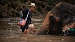 NewElephantHome.co .th สัมผัสประสบการณ์การอยู่ร่วมกับช้างตลอดทั้งวัน 530