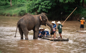 NewElephantHome.co .th สัมผัสประสบการณ์การอยู่ร่วมกับช้างตลอดทั้งวัน 542