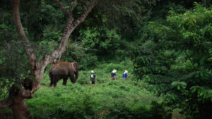 NewElephantHome.co .th สัมผัสประสบการณ์การอยู่ร่วมกับช้างตลอดทั้งวัน 572