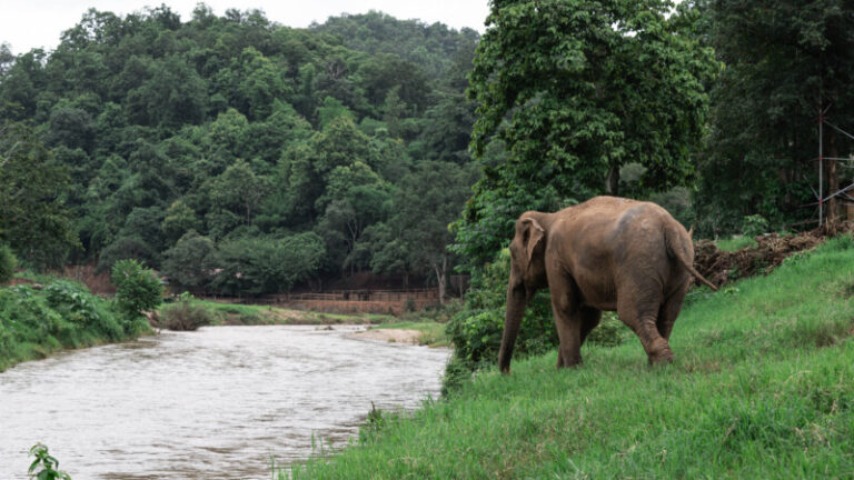 NewElephantHome.co .th สัมผัสประสบการณ์การอยู่ร่วมกับช้างตลอดทั้งวัน 573