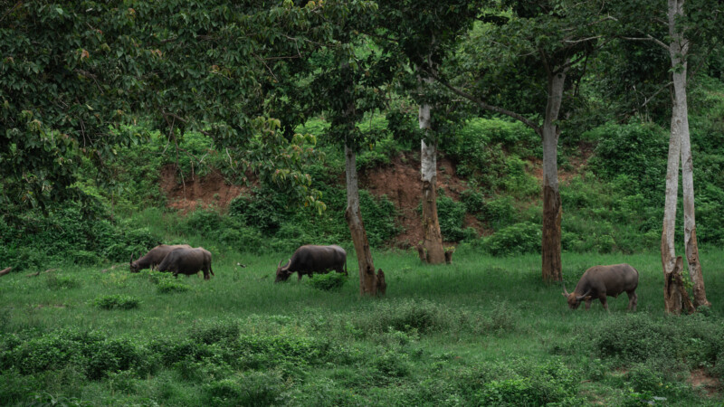 NewElephantHome.co.th สัมผัสประสบการณ์การอยู่ร่วมกับช้างตลอดทั้งวัน (576)