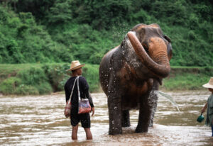 NewElephantHome.co .th สัมผัสประสบการณ์การอยู่ร่วมกับช้างตลอดทั้งวัน 583