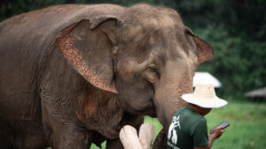 NewElephantHome.co .th สัมผัสประสบการณ์การอยู่ร่วมกับช้างตลอดทั้งวัน 589