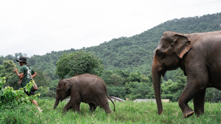 NewElephantHome.co .th สัมผัสประสบการณ์การอยู่ร่วมกับช้างตลอดทั้งวัน 600