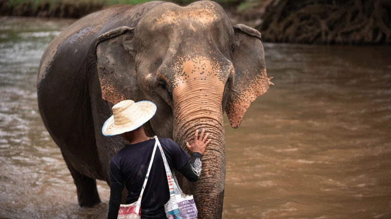 NewElephantHome.co.th สัมผัสประสบการณ์การอยู่ร่วมกับช้างตลอดทั้งวัน (611)