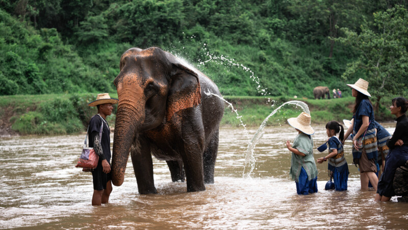 NewElephantHome.co.th สัมผัสประสบการณ์การอยู่ร่วมกับช้างตลอดทั้งวัน (613)