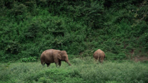 NewElephantHome.co .th สัมผัสประสบการณ์การอยู่ร่วมกับช้างตลอดทั้งวัน 632