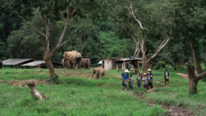 NewElephantHome.co .th สัมผัสประสบการณ์การอยู่ร่วมกับช้างตลอดทั้งวัน 648