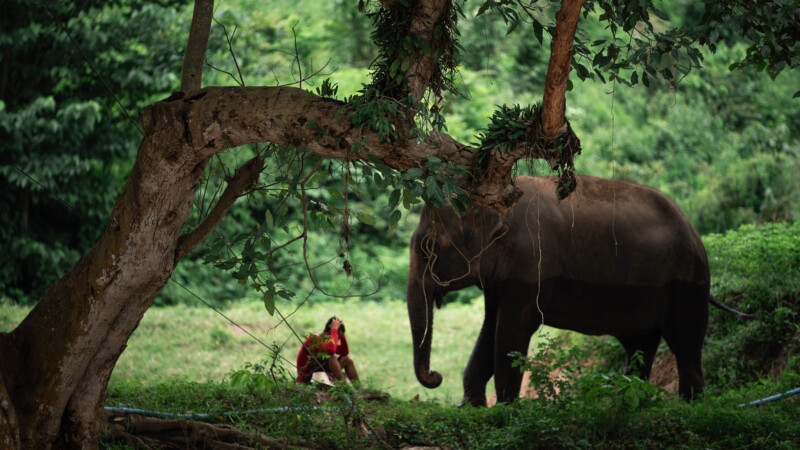 NewElephantHome.co.th สัมผัสประสบการณ์การอยู่ร่วมกับช้างตลอดทั้งวัน (659)