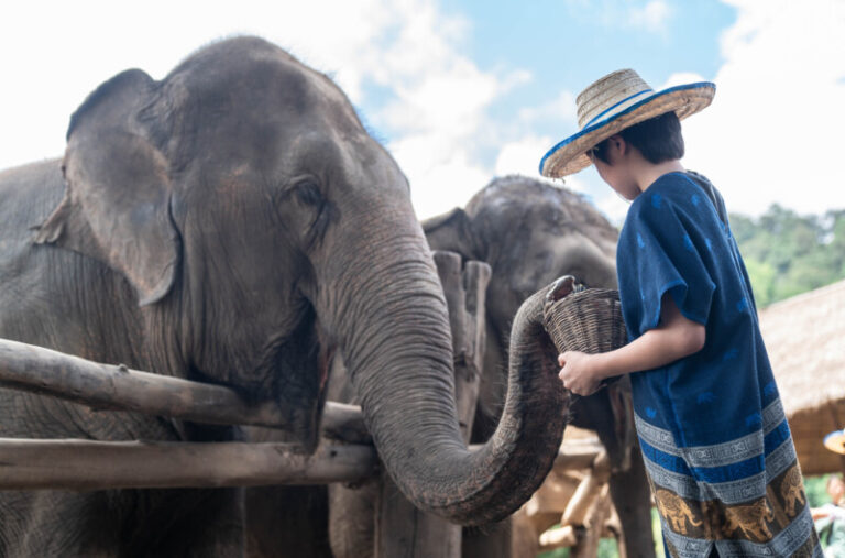 NewElephantHome.co .th สัมผัสประสบการณ์การอยู่ร่วมกับช้างตลอดทั้งวัน 85