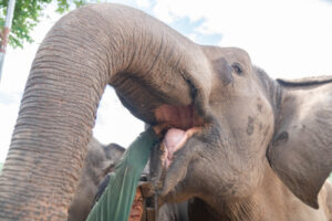 NewElephantHome.co .th สัมผัสประสบการณ์การอยู่ร่วมกับช้างตลอดทั้งวัน 90